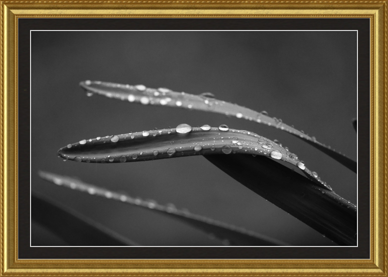 Dewdrops