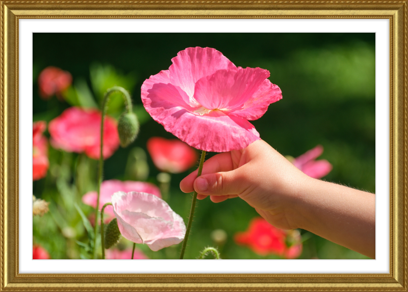 Poppies