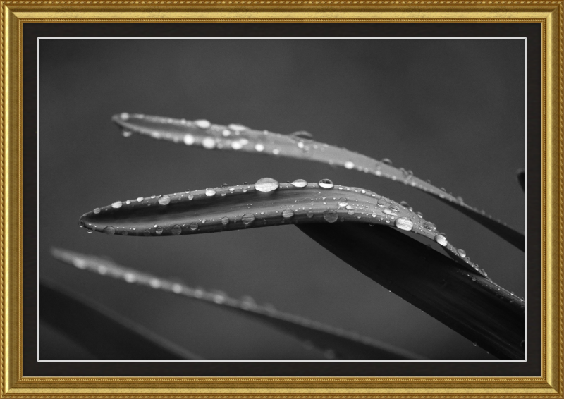 Dewdrops