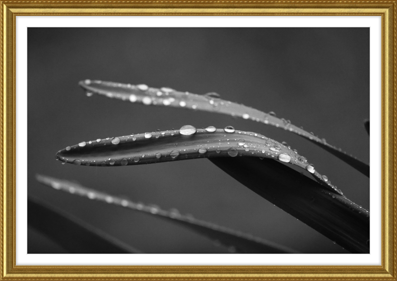 Dewdrops