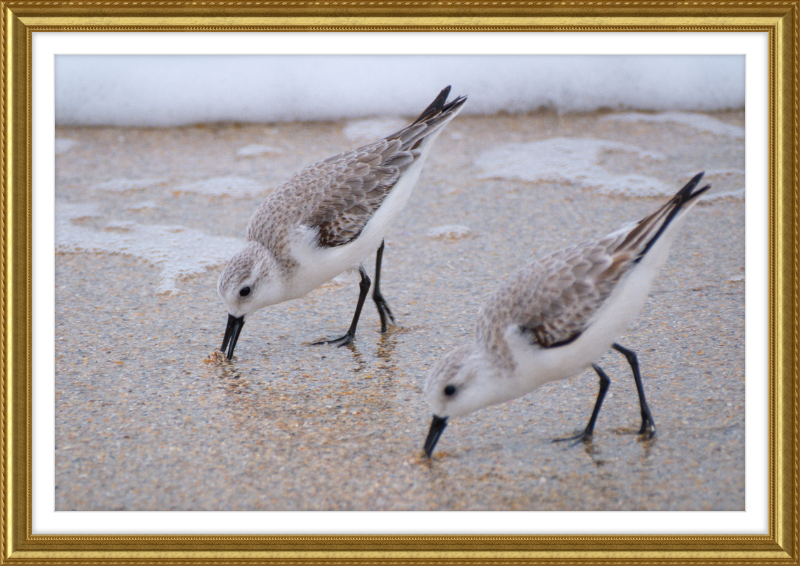 Sandpipers