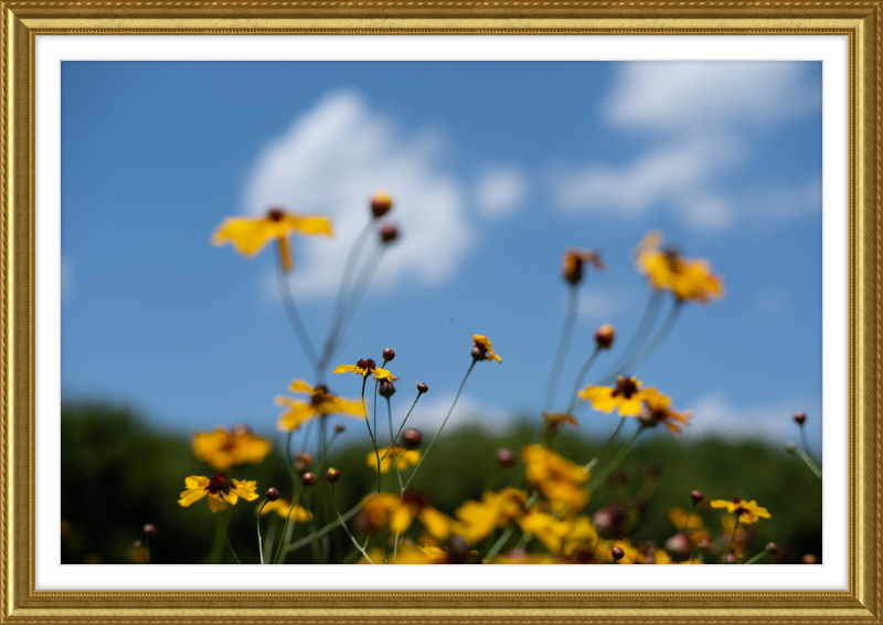 Black-eyed Susans