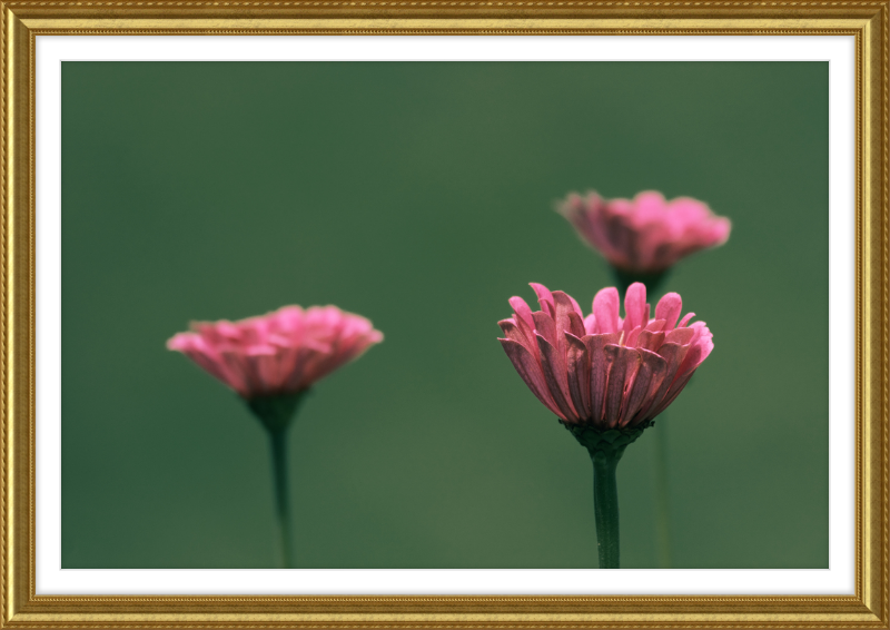 Minimalist Flowers