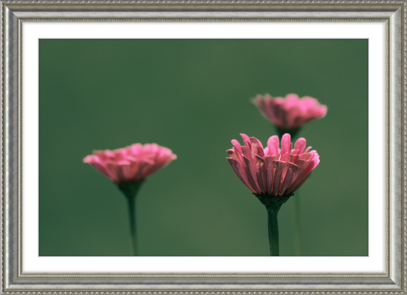 Minimalist Flowers