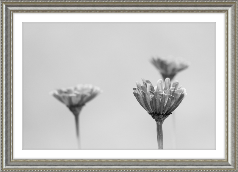 Minimalist Flowers B&W