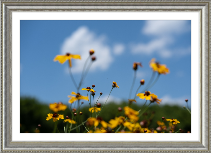 Black-eyed Susans