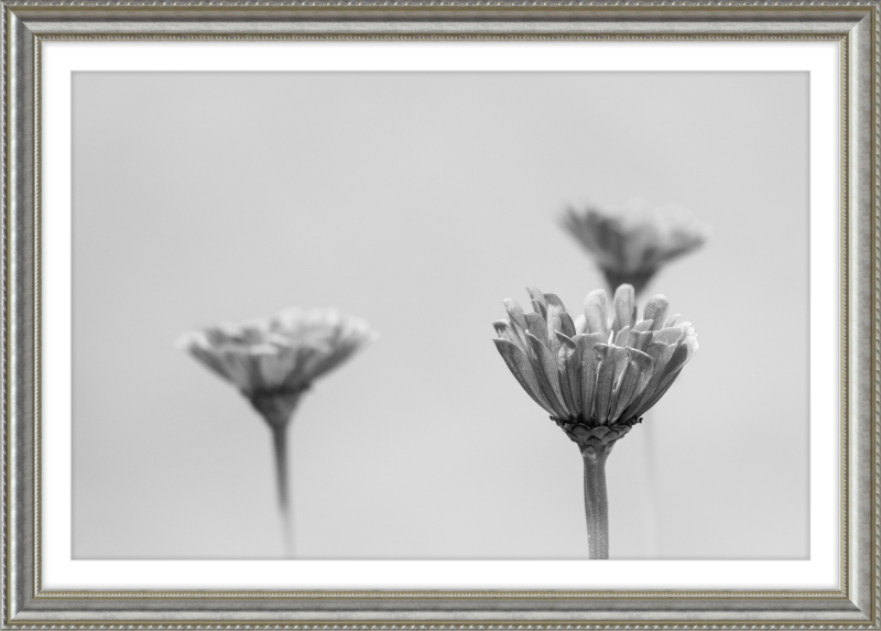 Minimalist Flowers B&W