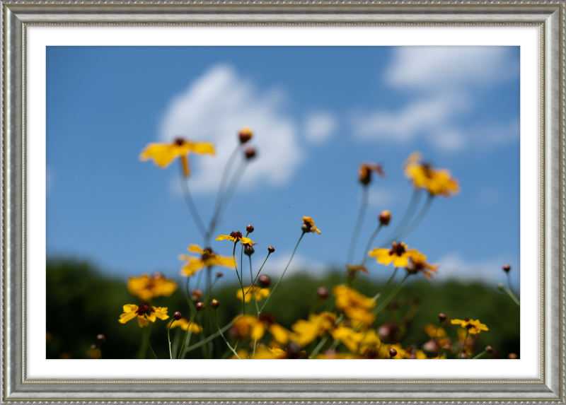 Black-eyed Susans