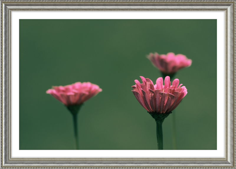 Minimalist Flowers