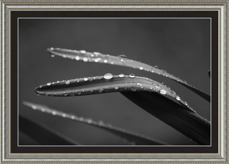 Dewdrops