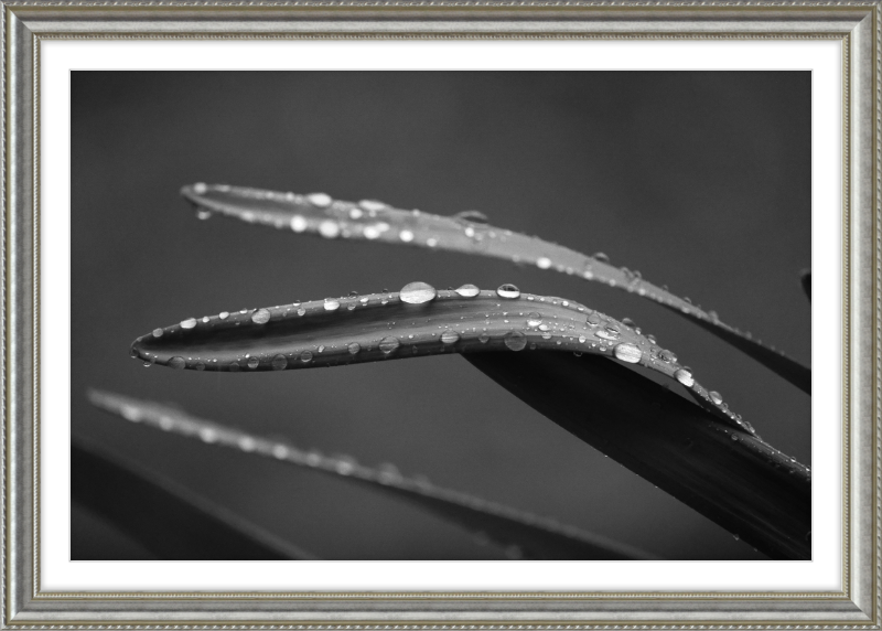 Dewdrops