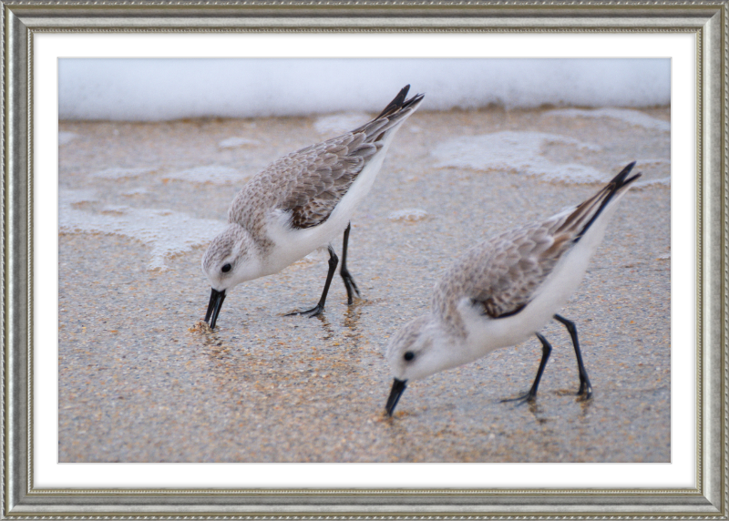 Sandpipers