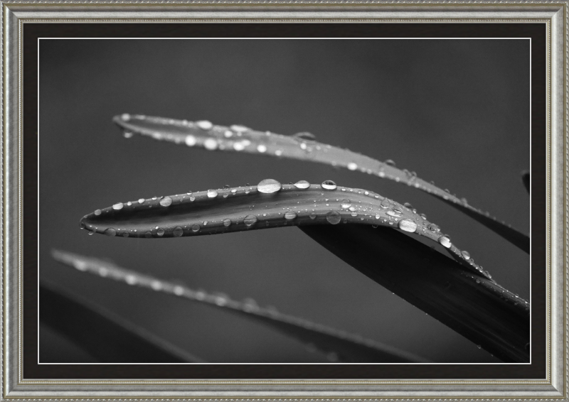 Dewdrops