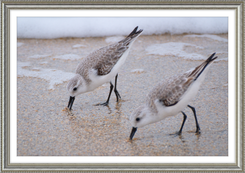 Sandpipers