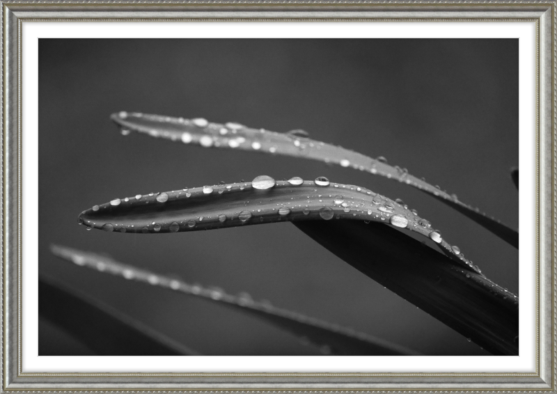 Dewdrops