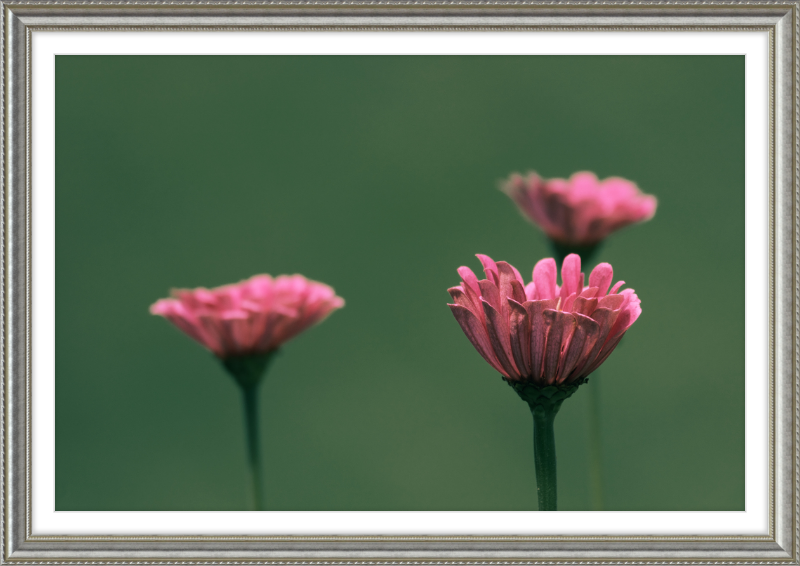 Minimalist Flowers