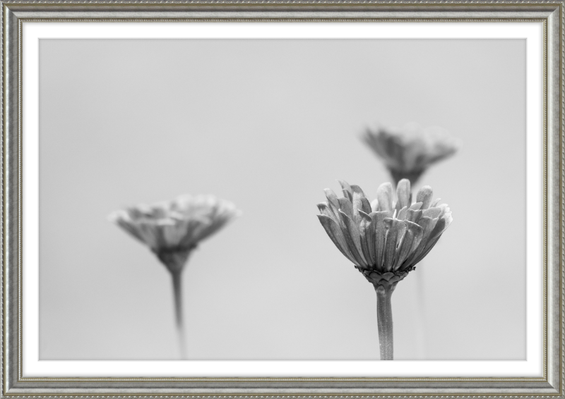 Minimalist Flowers B&W