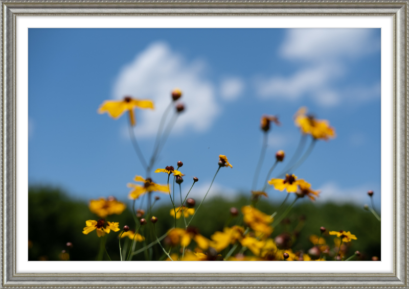 Black-eyed Susans