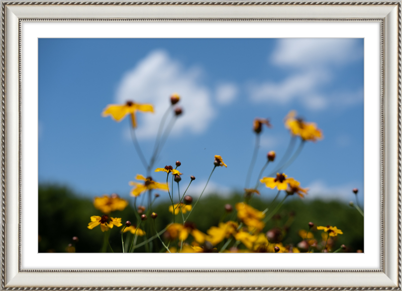 Black-eyed Susans