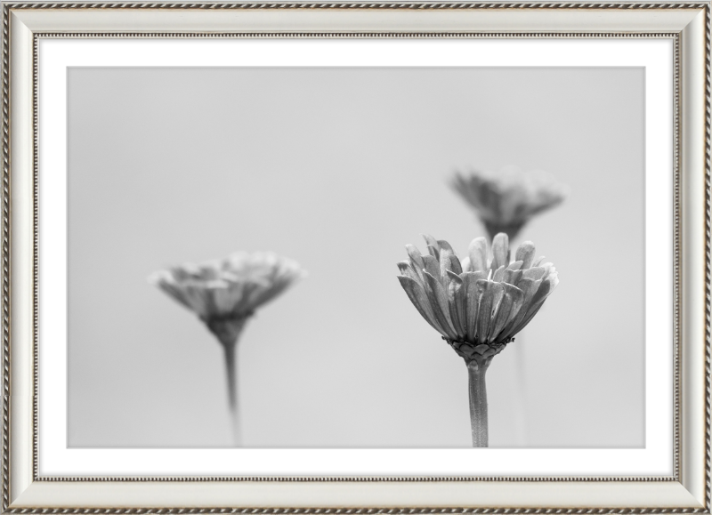 Minimalist Flowers B&W