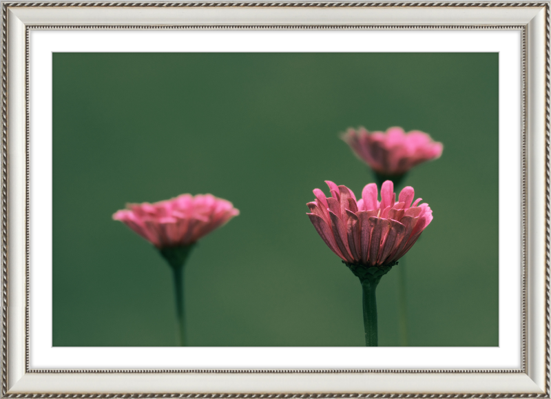 Minimalist Flowers