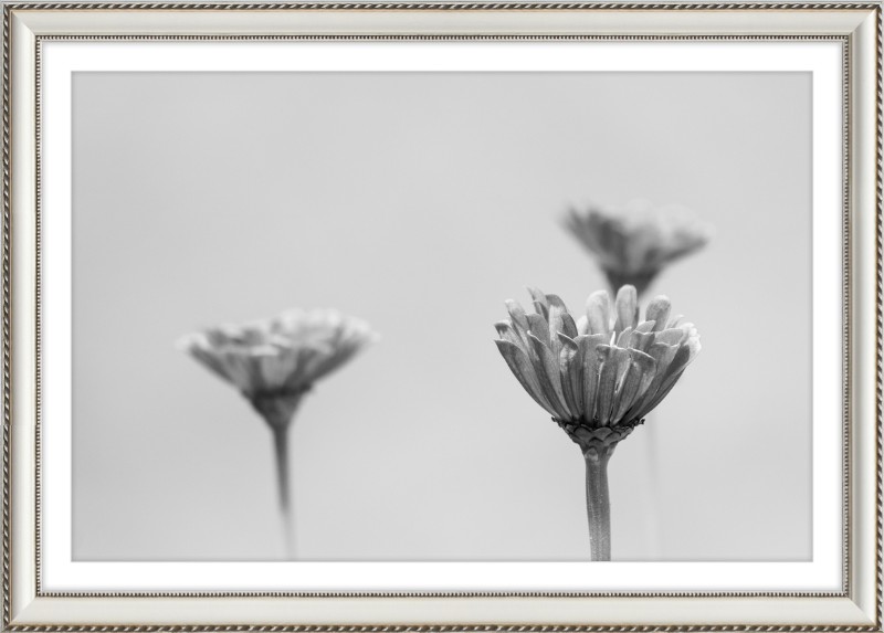 Minimalist Flowers B&W