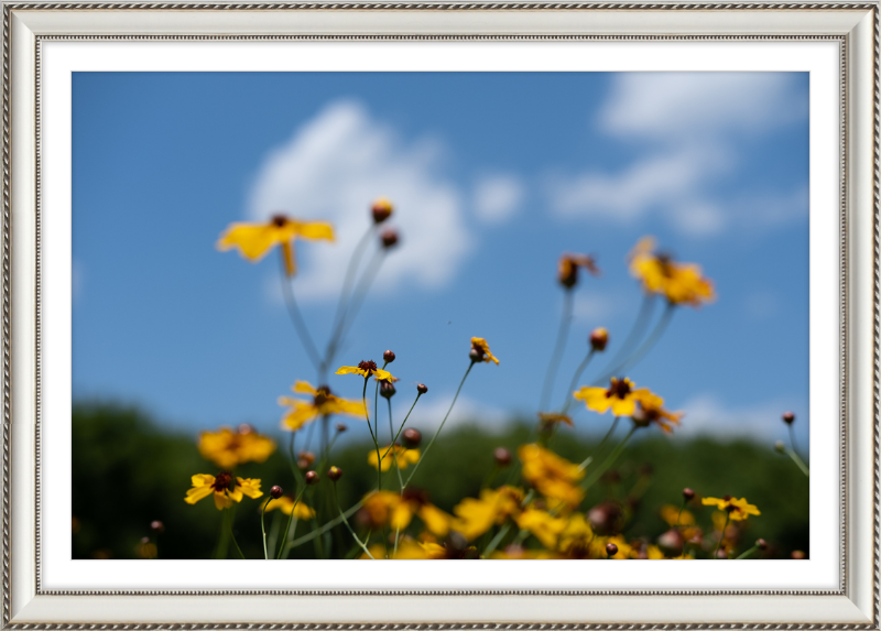 Black-eyed Susans