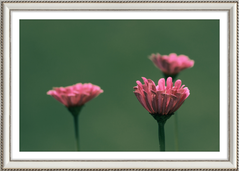 Minimalist Flowers