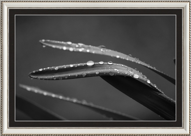 Dewdrops