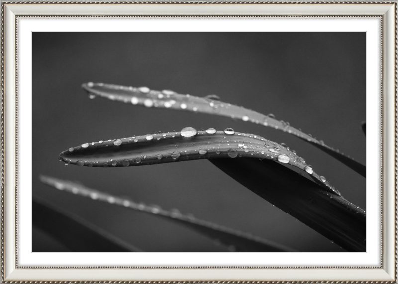 Dewdrops