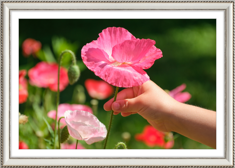 Poppies