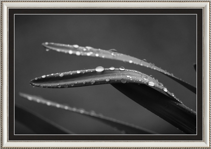 Dewdrops