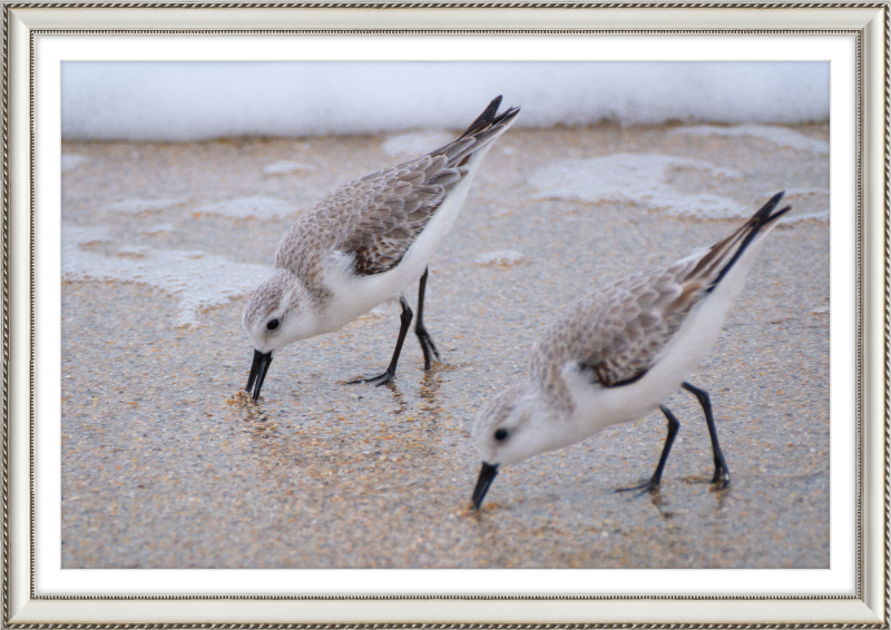 Sandpipers