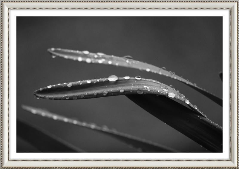 Dewdrops