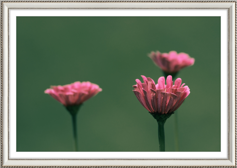 Minimalist Flowers