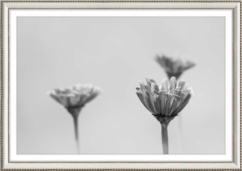 Minimalist Flowers B&W