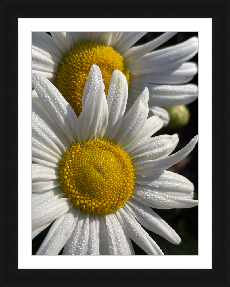 Daisies