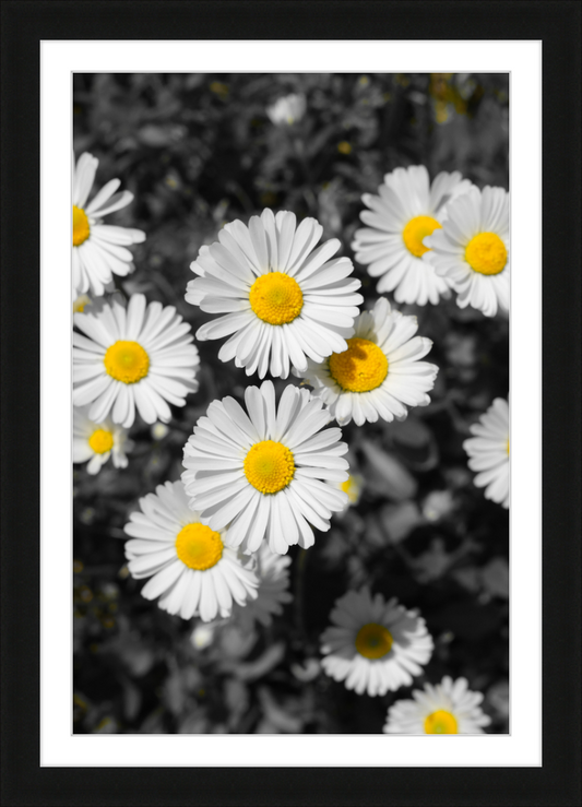 Daisies