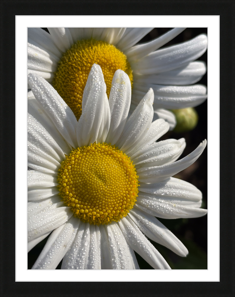 Daisies