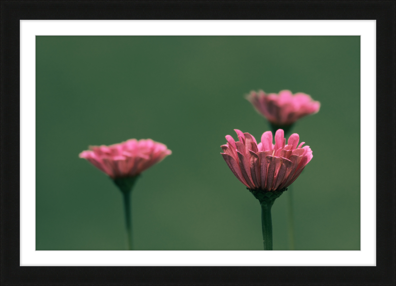 Minimalist Flowers