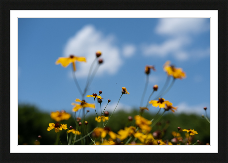 Black-eyed Susans