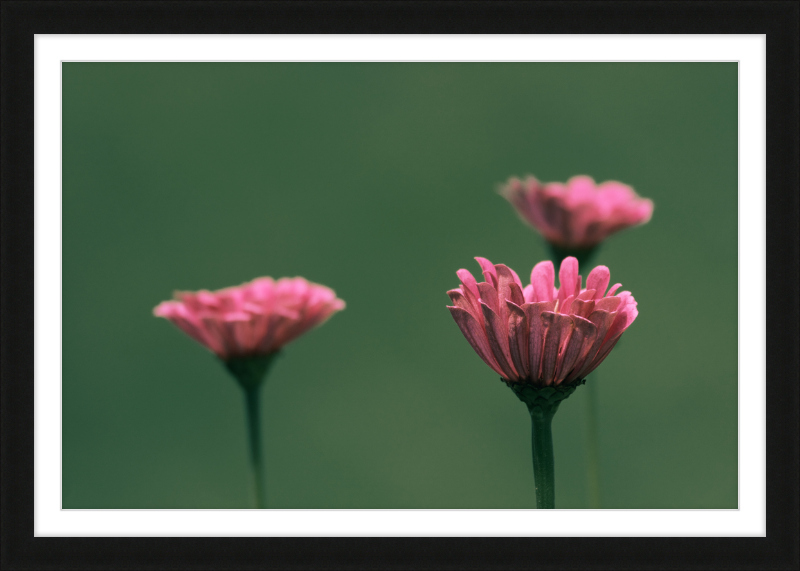 Minimalist Flowers