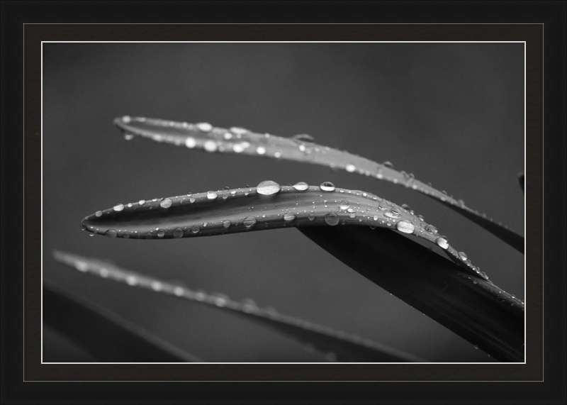 Dewdrops