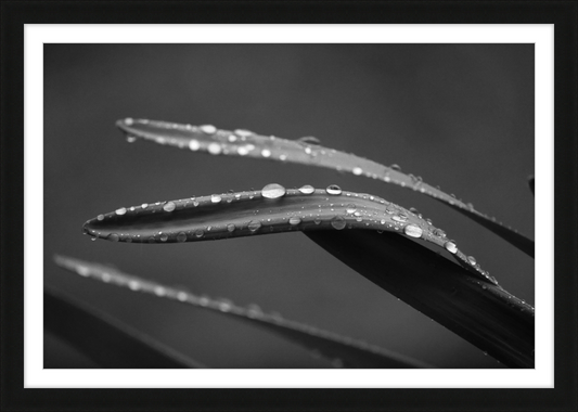 Dewdrops