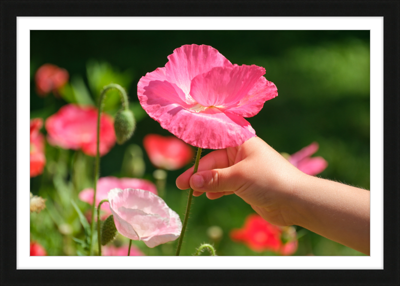 Poppies