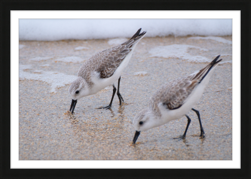 Sandpipers