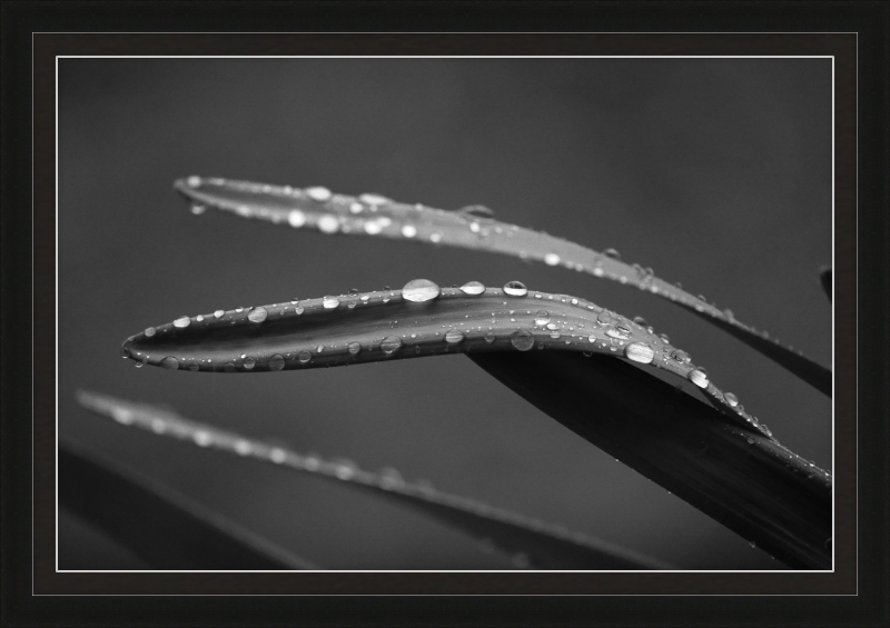 Dewdrops