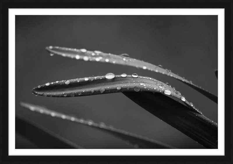 Dewdrops