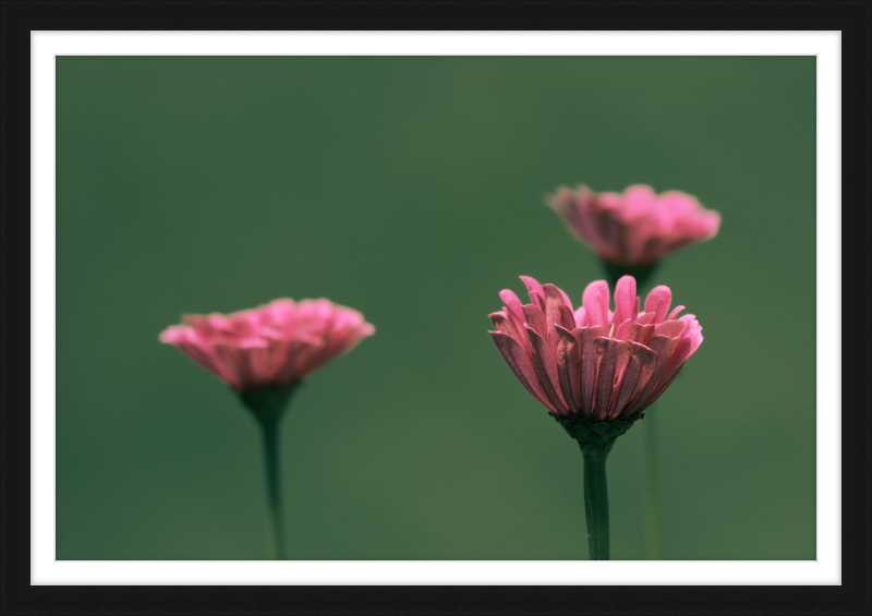 Minimalist Flowers