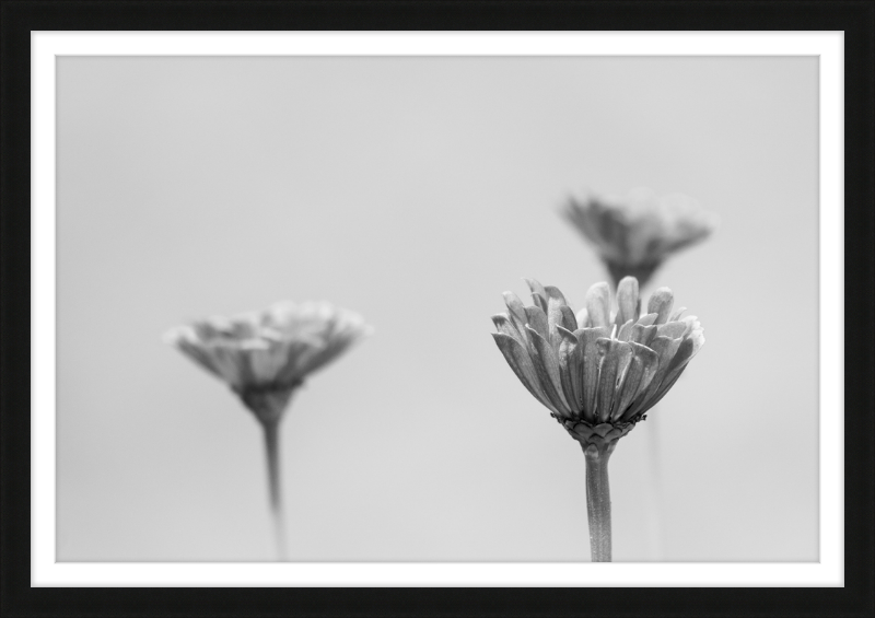 Minimalist Flowers B&W